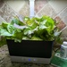 My lettuce by mommadukes