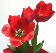 18th Feb 2023 - Tulip Time