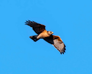 18th Feb 2023 - Red-shouldered Hawk