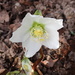 A not so shy Hellebore by speedwell