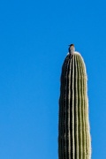 18th Feb 2023 - Gila Woodpecker -- take 2?