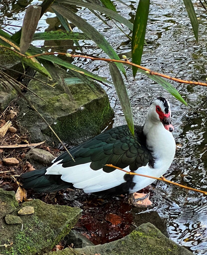 Muscovy duck by tinley23
