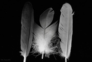 18th Feb 2023 - Feathers  3