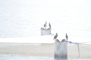 13th Feb 2023 - Cormorants over the Salmon Nets