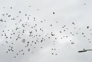 8th Feb 2023 - Some Pigeons