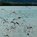 Oyster Catchers in flight by Dawn