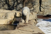 14th Feb 2023 - Hope The Polar Bear