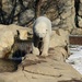 Hope The Polar Bear by randy23
