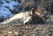 15th Feb 2023 - Resting Wolf