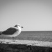 FoR Seagull by heftler