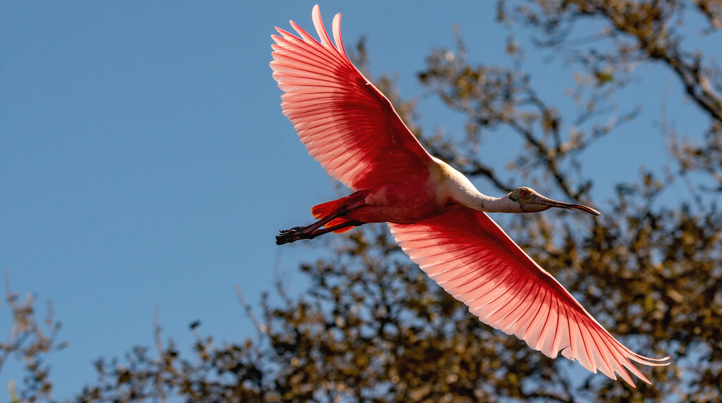 Roseate Spoonbill! by rickster549