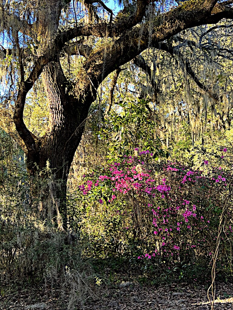 Live oak and the first azaleas of Spring by congaree