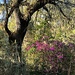 Live oak and the first azaleas of Spring by congaree