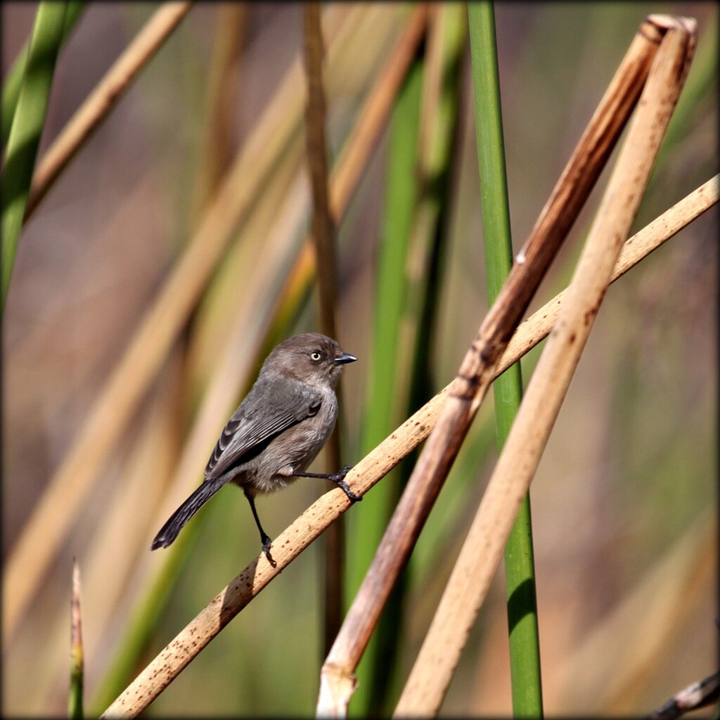 bushtit by ellene