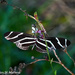 Zebra Longwing by falcon11