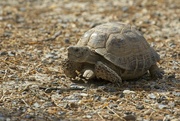 16th Feb 2023 - LHG_3065_The Texas tortoise