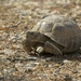 LHG_3065_The Texas tortoise by rontu