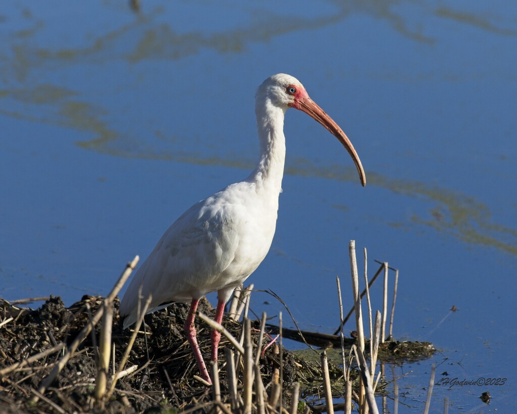 LHG_5803white ibis anahuac refuge by rontu