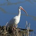 LHG_5803white ibis anahuac refuge by rontu