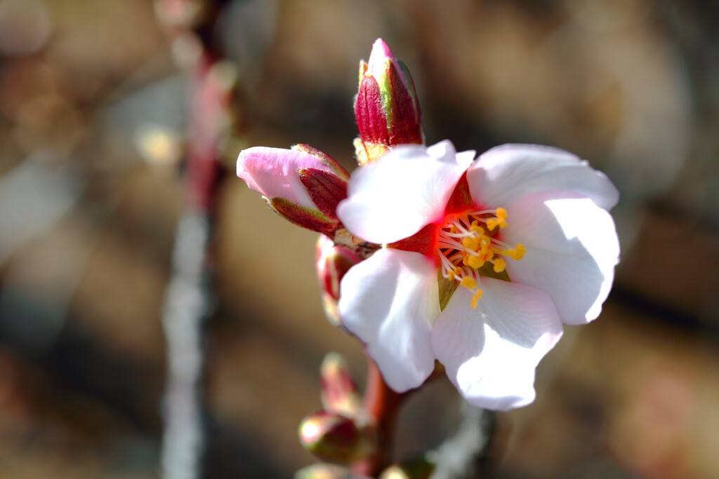 peach blossom by blueberry1222