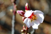 19th Feb 2023 - peach blossom