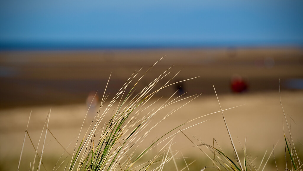 Hunny beach grass by brocky59