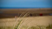 19th Feb 2023 - Hunny beach grass