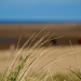 Hunny beach grass by brocky59