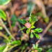 Tiny little hellebore  by sarah19