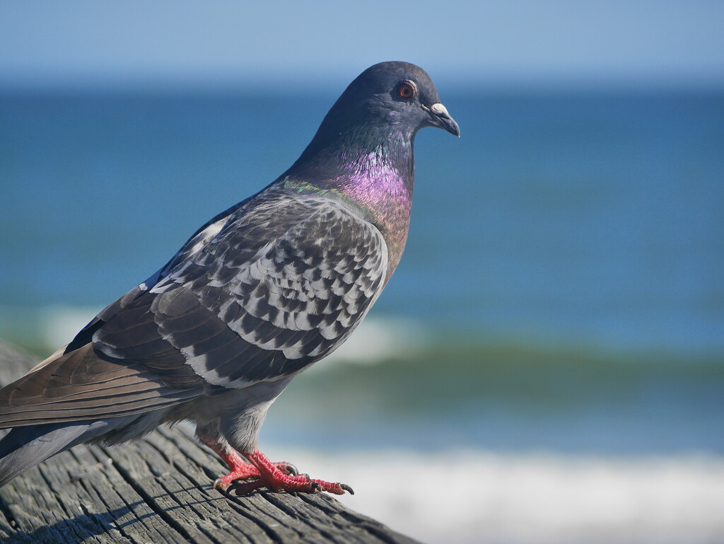 Pigeon by clayt