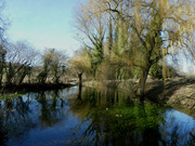 19th Feb 2023 - Source of the Itchen