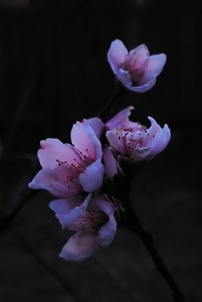 Peach Blossoms in Twilight v2 by matsaleh