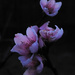 Peach Blossoms in Twilight v2