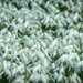 Snowdrops by jlmather