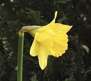 19th Feb 2023 - One Lone Daffodil