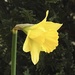 One Lone Daffodil by susiemc