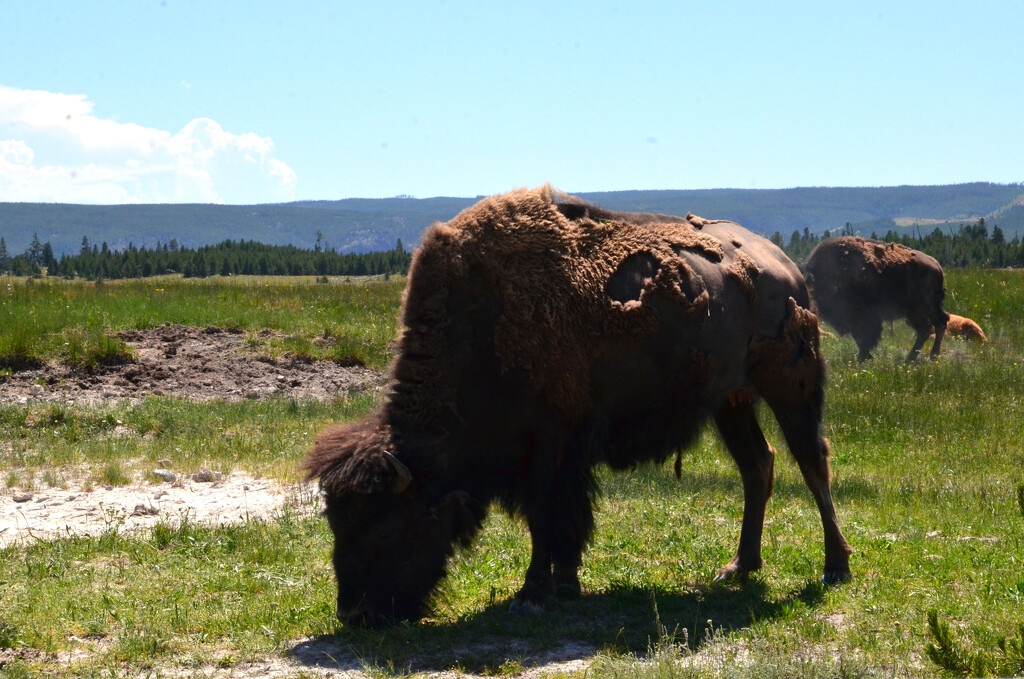 Yellowstone bison 2 by llyster