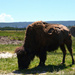 Yellowstone bison 2