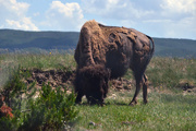 7th Jul 2022 - Yellowstone Bison