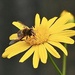 Daisy and a bee by Dawn
