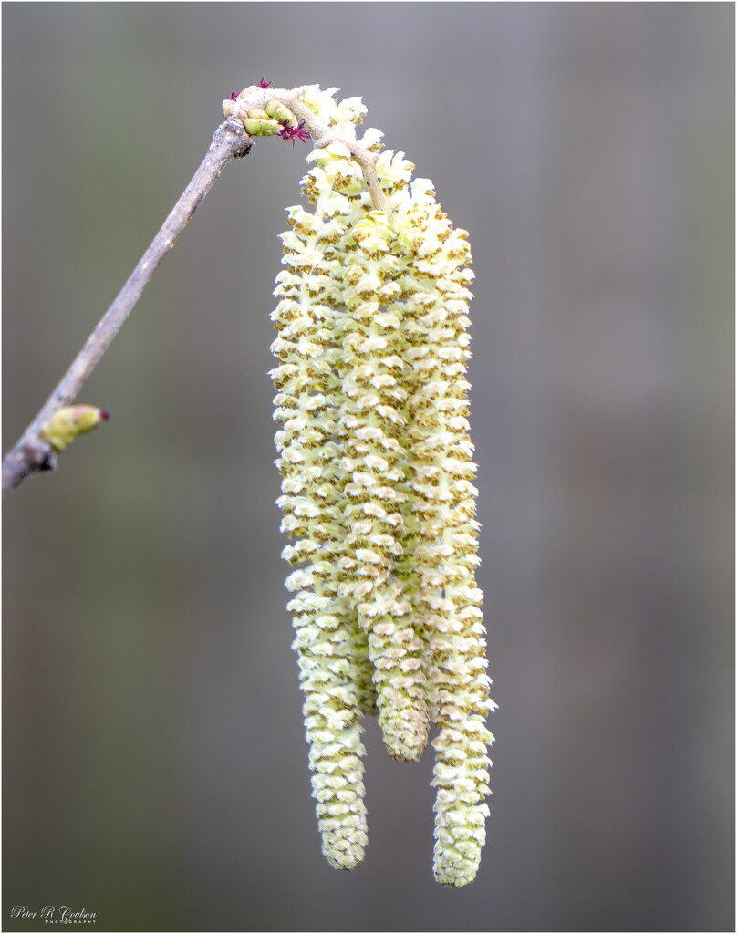 Catkin's are about by pcoulson