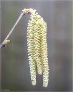 19th Feb 2023 - Catkin's are about