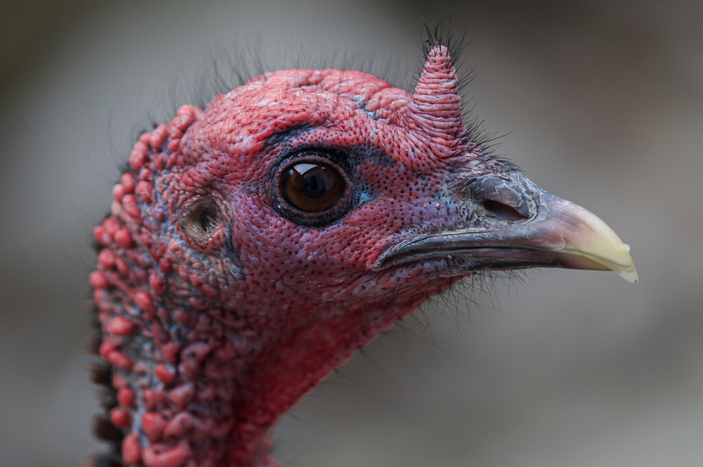 Turkey close up by berelaxed