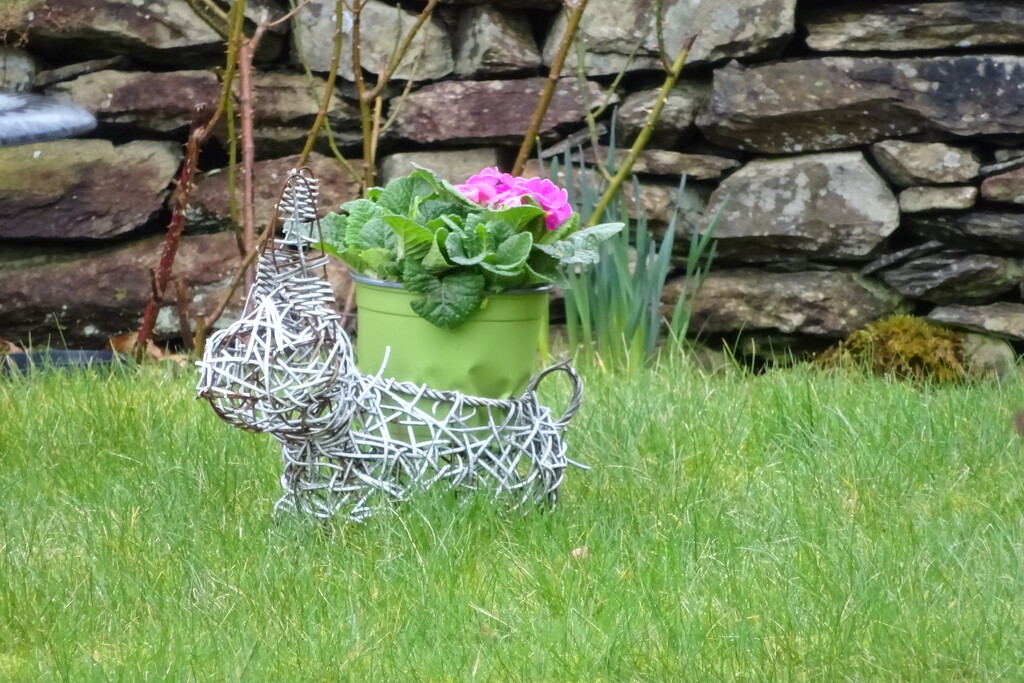 put a primula in my neighbour's bunny by anniesue