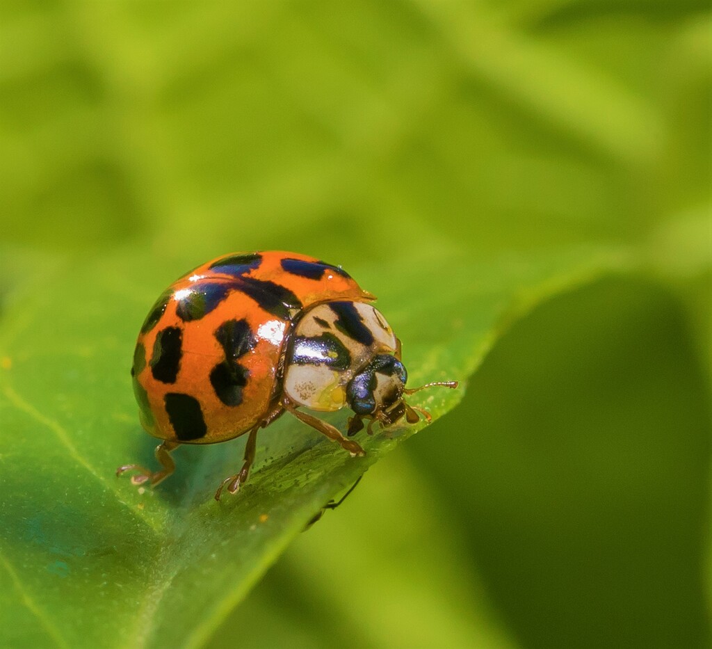 Organic Garden #10 Asian lady beetle sitting pretty by creative_shots