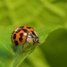 Organic Garden #10 Asian lady beetle sitting pretty by creative_shots