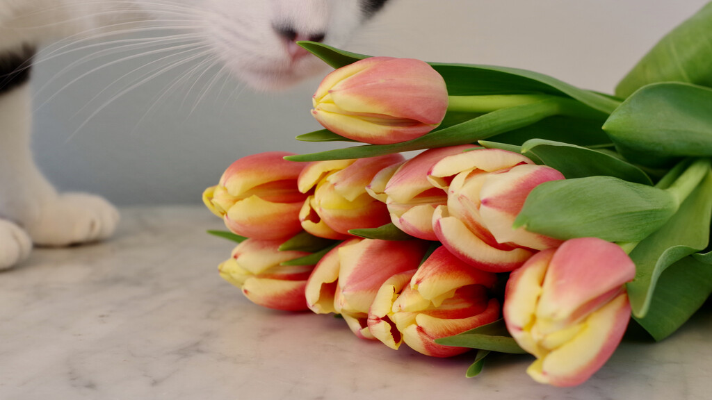 Tiptoe through the tulips by eudora