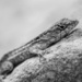 lizard by ingrid01