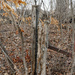 Fence post  by larrysphotos