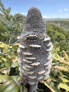 14th Feb 2023 - Banksia cone